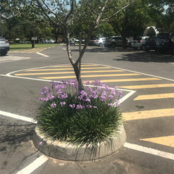 Car Park Tree Ring